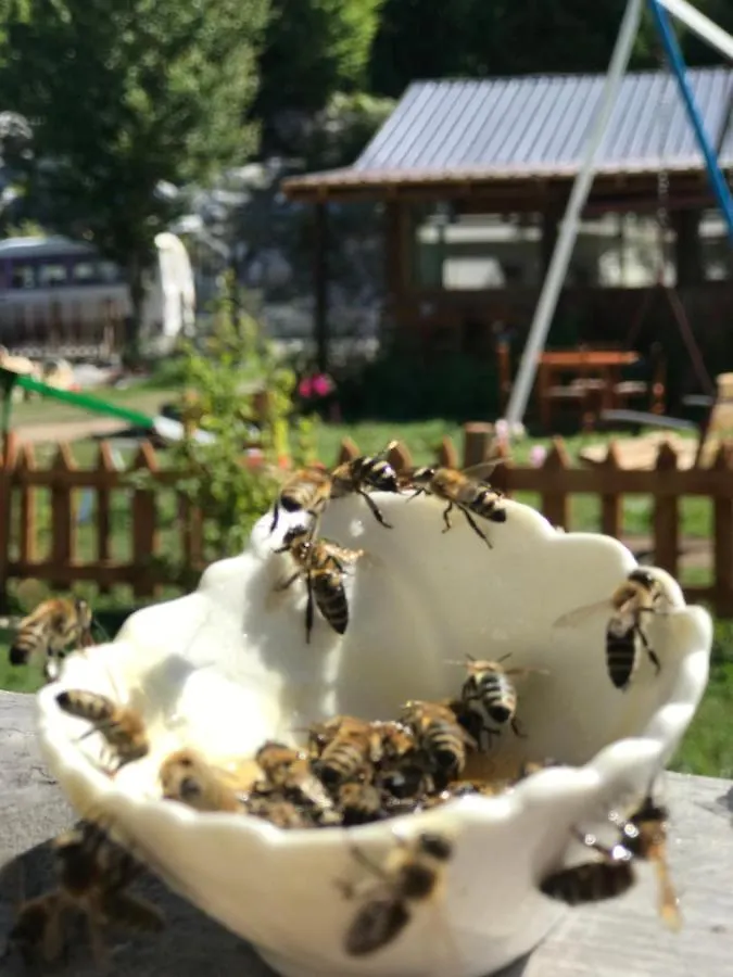 Bujtina Izet Selimaj Hotel Valbone 0*,